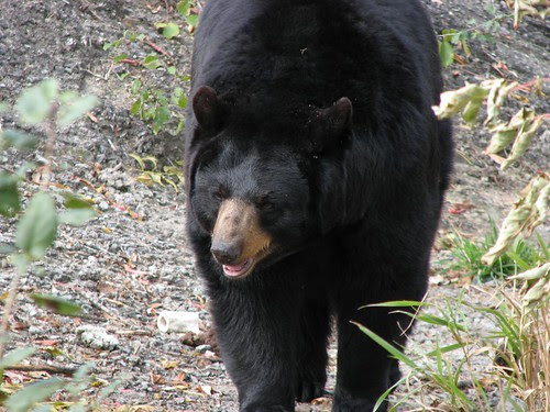 big bear