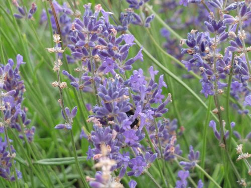 Safety of Essential Oils in Pregnancy and Childbirth:a guide for midwives, by Denise  Tiran