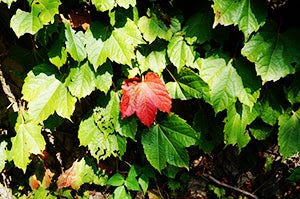 顔面紅潮の原因と症状 | イウンミ韓方医院のブログ