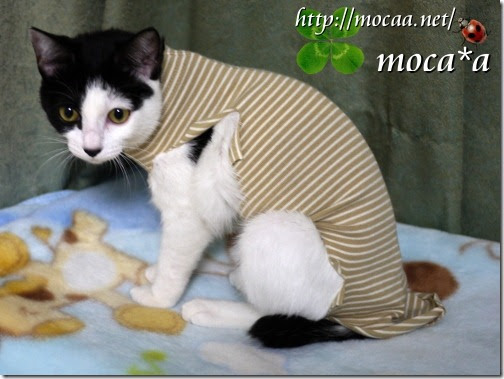 猫 ネコ ねこ 術後服簡単手作り 犬猫ペットぬいぐるみ 雑貨オーダーメイド 猫ニャーゴ