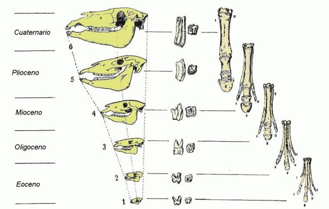 Prueba paleontológica Pruebas de la evolución