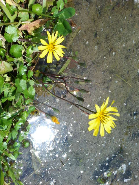 タンポポに似た花たち