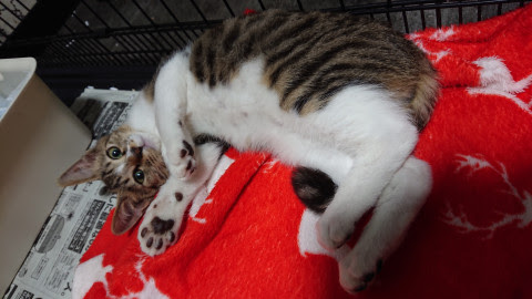長崎県 甘えん坊なキジシロの男の子です 猫の里親募集 ネコジルシ