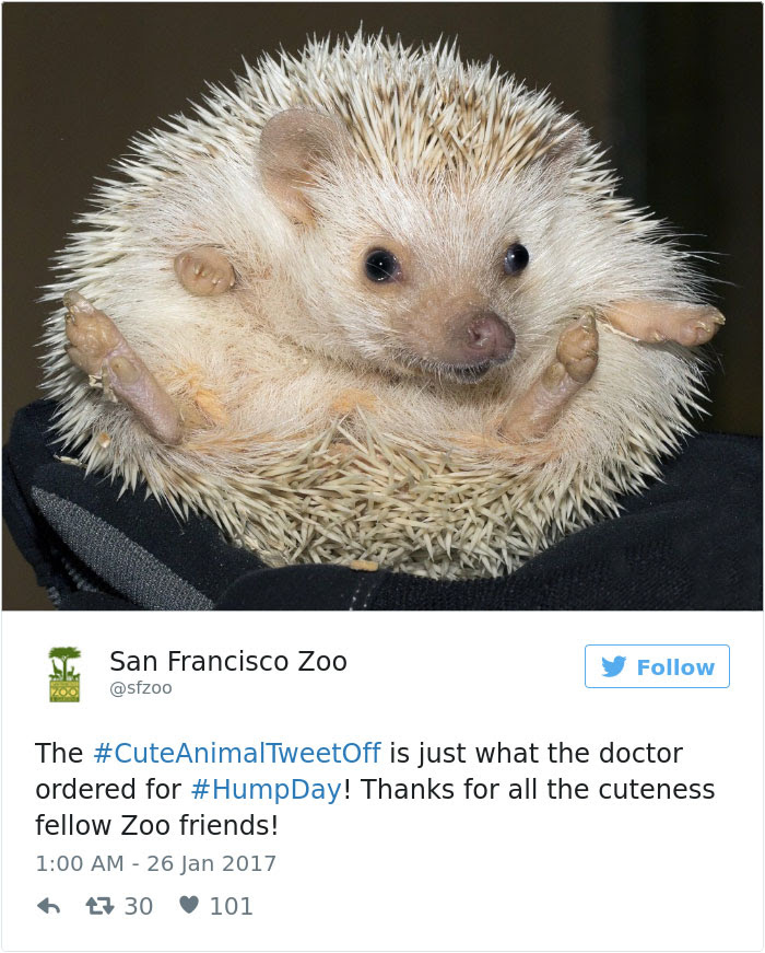 cute-zoo-animal-tweet-off-23