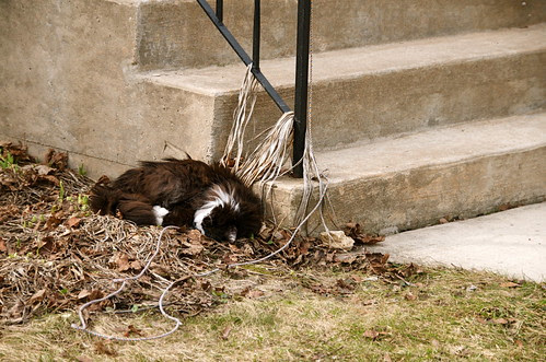 Crashed Kitty
