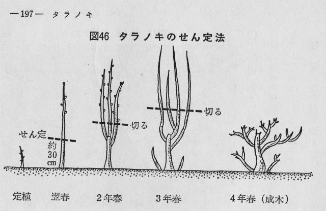 雑想庵の破れた障子 タラノキは枝を伐れば伐るほど 収穫量が増える