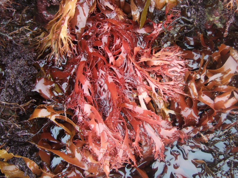 海藻図鑑 トサカノリ