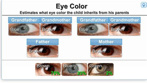 The most prominent colors needed to make hazel are green and brown, and either colo. genetics calculator for eye color etc the bump