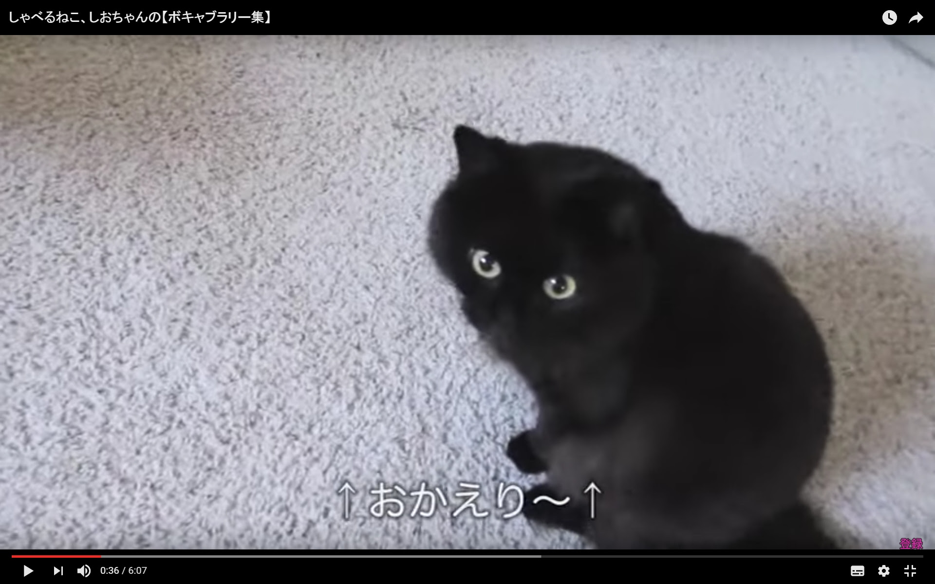 しゃべる猫 しおちゃん はなぜ人気 話せる猫ちゃんを調査しちゃいました 猫の総合情報サイト ペットスマイルニュースforネコちゃん