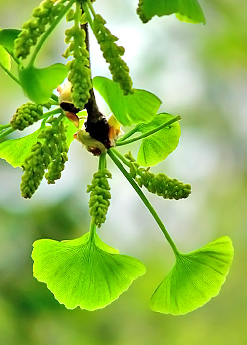 ３月２８日 銀杏の花 花