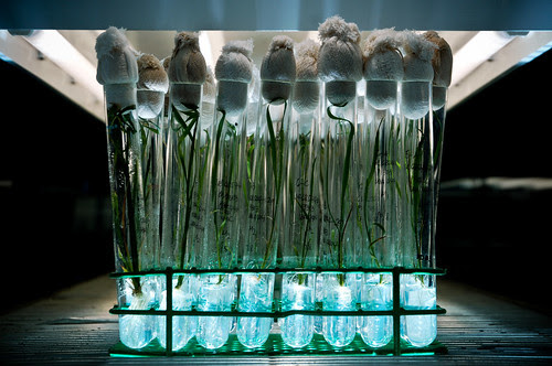 Rice Plants being Propagated usingTissue Culture