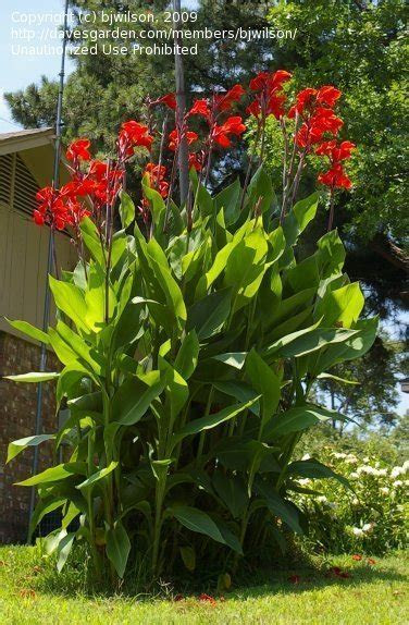 Every item on this page was curated by an elle decor editor. PlantFiles Pictures: Canna Lily 'Giant Red' (Canna x