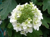 ５月２４日の誕生花 カシワバアジサイ 柏葉紫陽花 の花言葉 皆を引きつける魅力 北アメリカ生まれのピラミッド形に集まって咲く白い小花の 汚れなき心 弥生おばさんのガーデニングノート 花と緑の365日 楽天ブログ