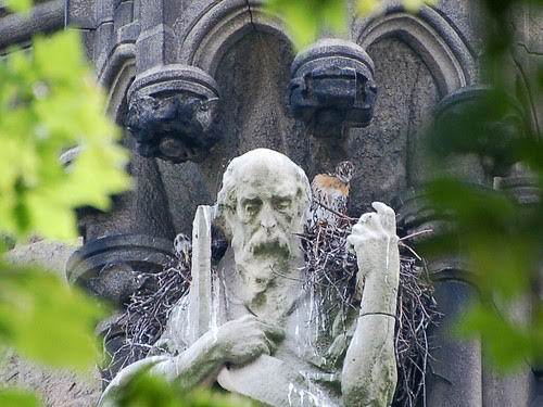 Curious Red-Tail Nestlings