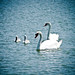125/365: Literary Swans and Cygnets