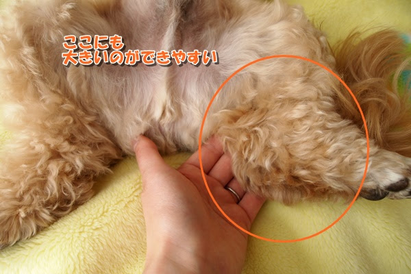 毛玉のある子必見 犬の毛玉のできやすい場所 お家ブラッシングのやり方は 富山県滑川市のトリミングのお店 Dogsalon Anton
