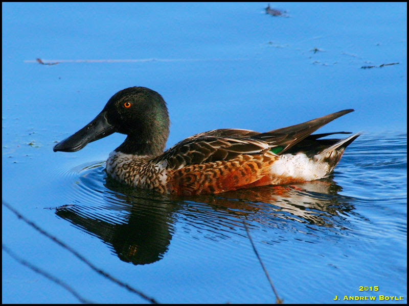 Northern Shoveler