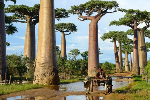 1_amazing-trees-17.jpg