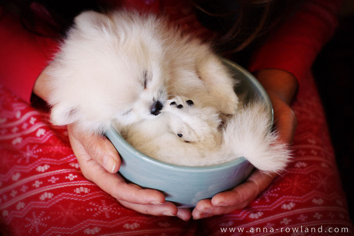 Puppy