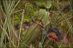 Pitcher Plant