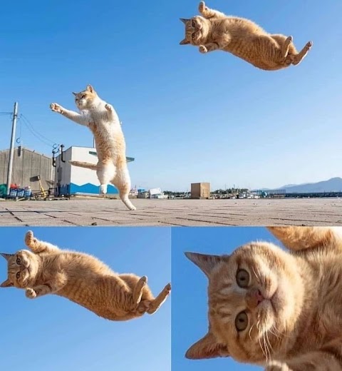 video kucing yang lucu-lucu