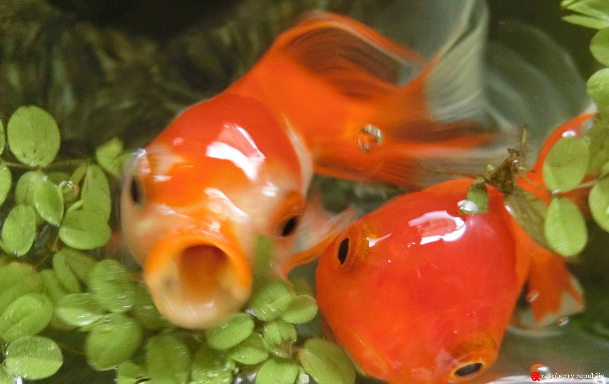 金魚は目が悪いとか思ってる人 ちょっと集合 金魚飼育マニュアル 木苺共和国