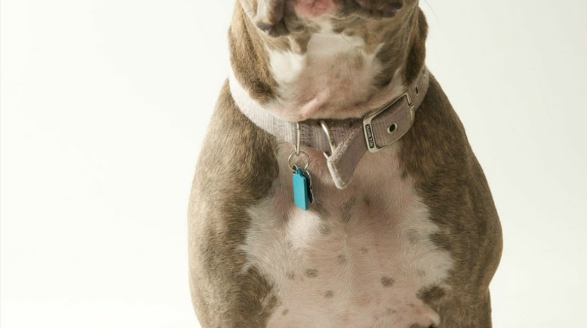 Pitbull Puppy Training Tips – The Extra Stubborn Puppy Dog Training