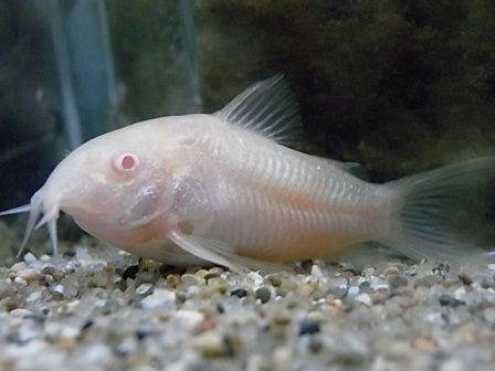 コリドラス コリドラスって魚の死骸を食べる めだか屋愛徳 あいなる アクアリウム情報 アンテナサイト