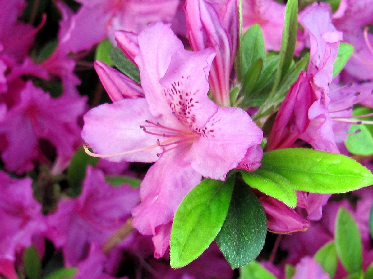Pink Azalea