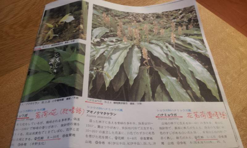 茗荷の花 と 花茗荷 の違い 夏井いつきの１００年俳句日記