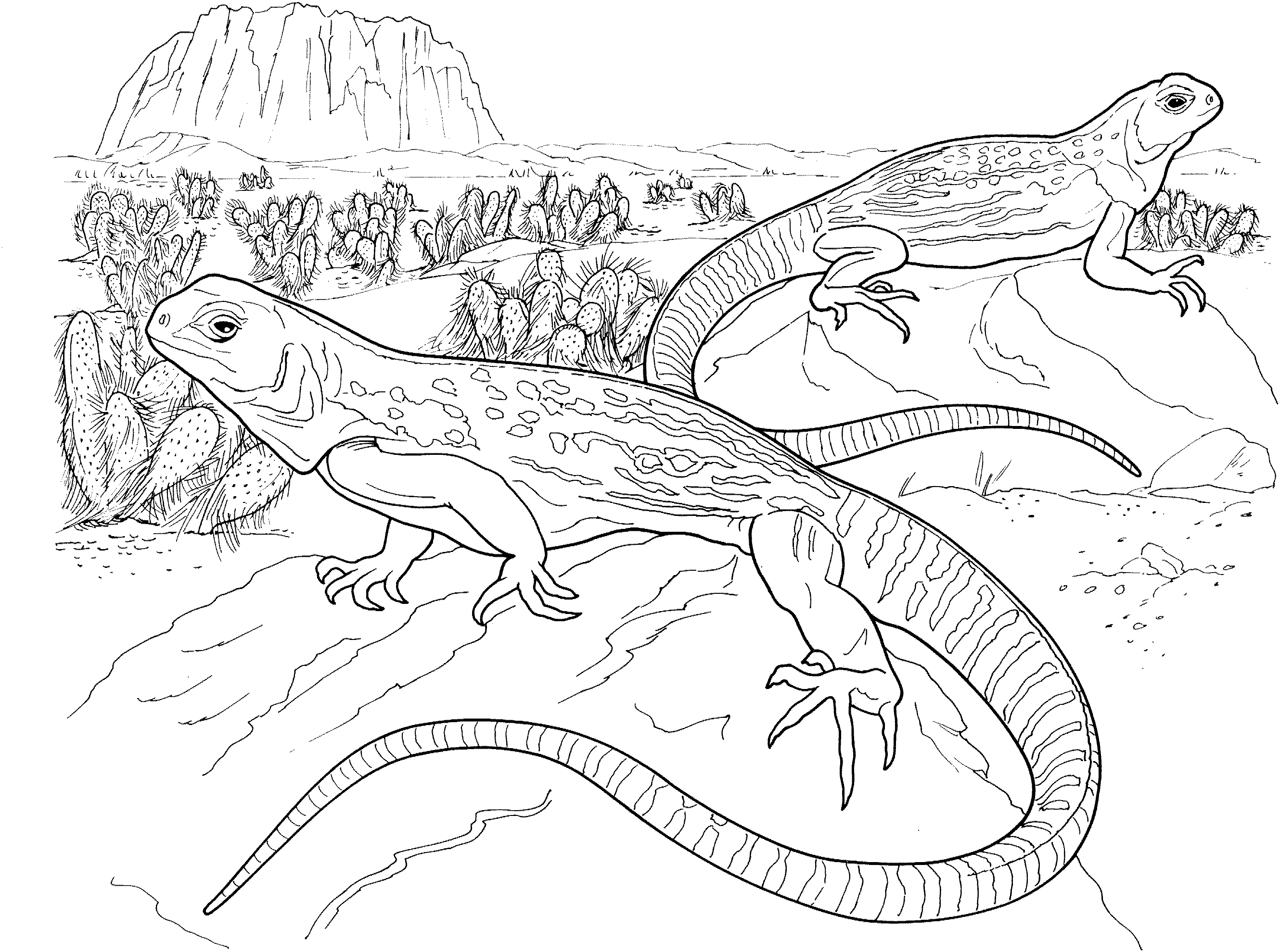 Basilisk Lizard Coloring Page - Coloring Home