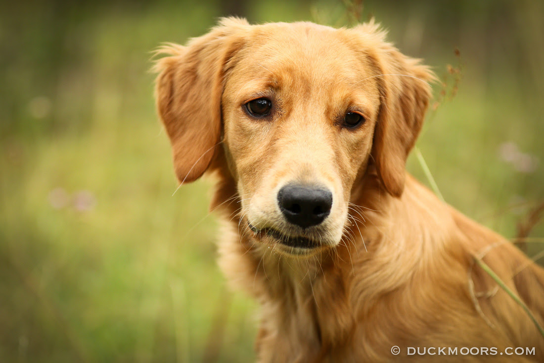 Little Toffee Is 5 Months Old Duckmoors Golden Retrievers