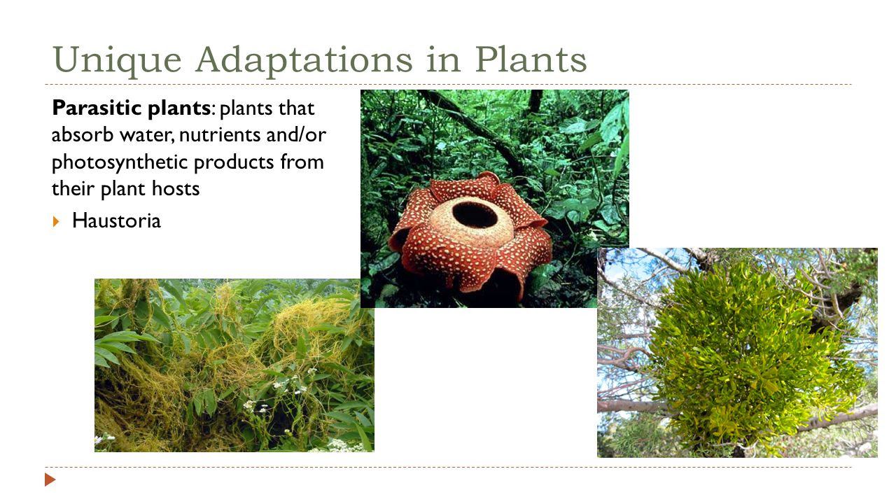 how trees absorb water Soil ppt video download online Nutrition Plant and how trees absorb water Soil ppt video download online Nutrition Plant and