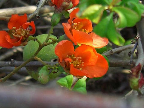 草木瓜 クサボケ 華凛の花言葉