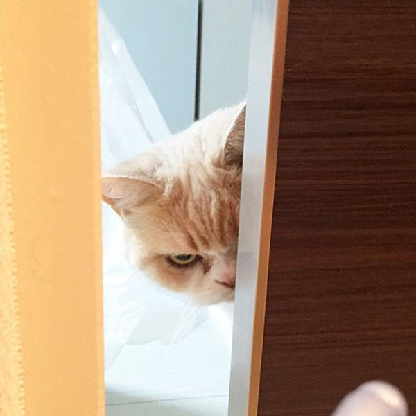 目つき悪いだけで猫生の八割をムダにしてきた - 2016年02月21日の動物 