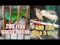 Lagu Burung Lovebird Putih - MELATIH BURUNG LOVE BIRD DENGAN LAGU -LAGU ISLAMI - YouTube : Burung lovebird bereproduksi dengan bertelur.