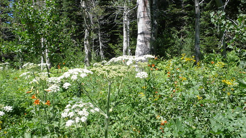 Meadow L1050278