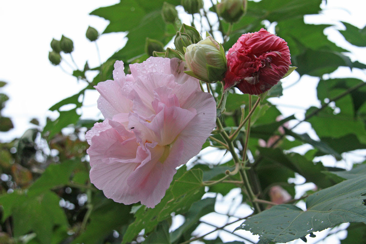 白い花から淡いピンクそして紅色に 酔芙蓉 １０月１日 暖かさと希望を届けたい