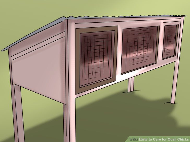 Care for Quail Step 5.jpg
