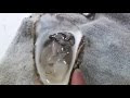 【Recipe】How to open Oyster shell EASILY(left hander)