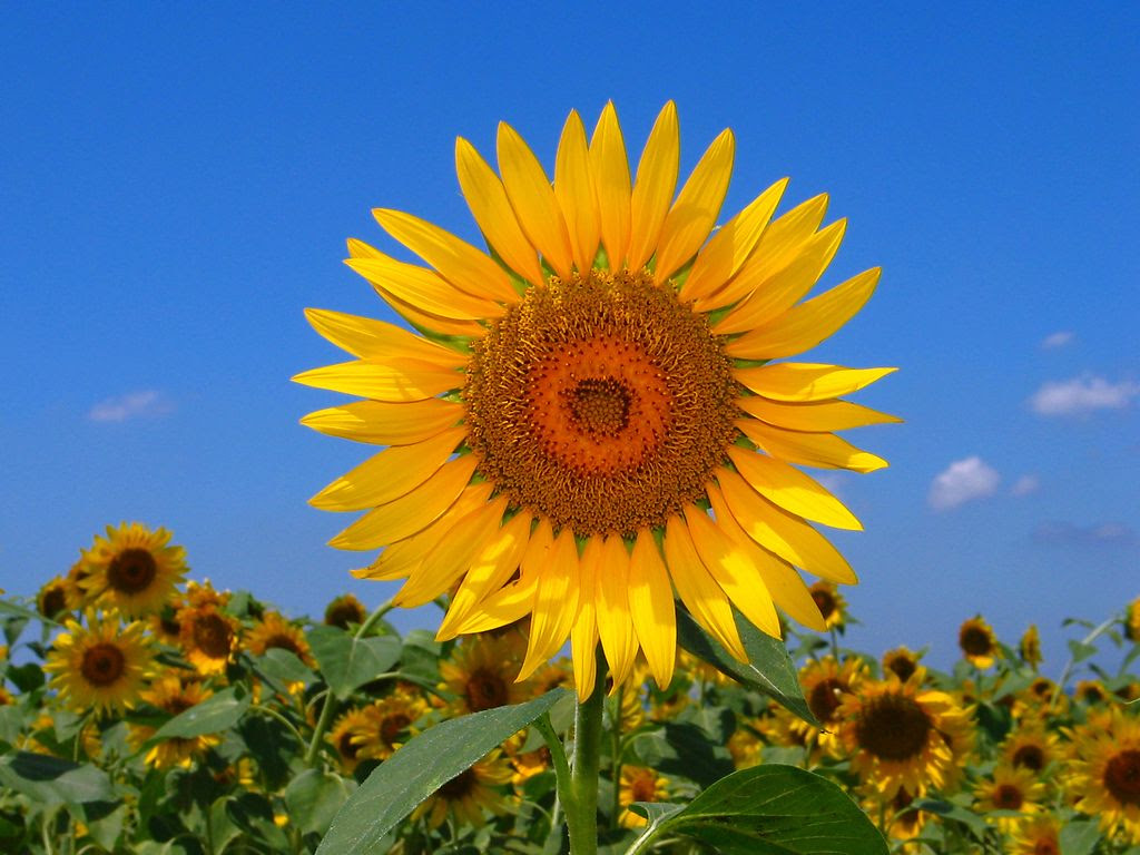 ひまわりの花壁紙写真 デスクトップ壁紙 ０１ 兵庫と神戸の写真ブログ