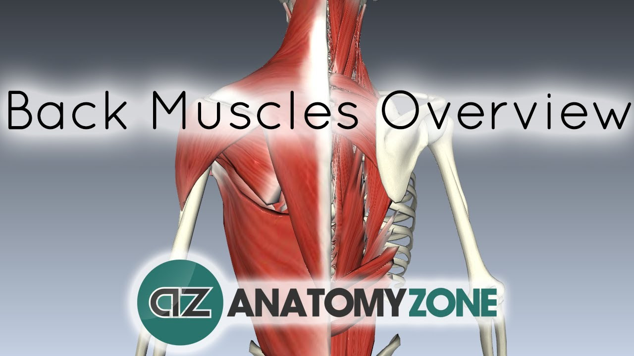 Back Muscles in a Nutshell - Anatomy Tutorial - YouTube