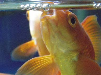 金魚の泡掃除 出目金魚ぶろぐ 楽天ブログ