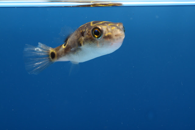 上から見ると ハチノジフグ の飼育方法は 混泳は可能 熱帯魚 アクアリウム情報マガジン