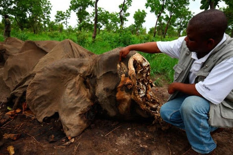 Cadáver de un elefante al que le han extraído los colmillos en Camerún. | WWF