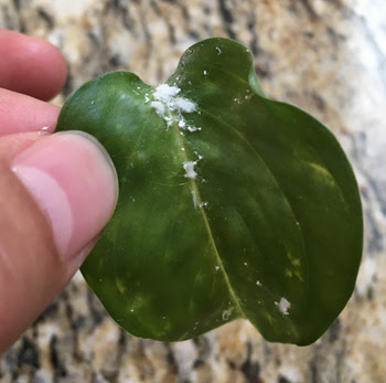 木 ケーブルカー 拒否 観葉植物 白い綿 虫 Fks As Jp