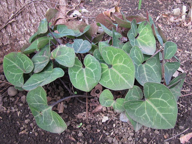 カンアオイ 舎人野草園