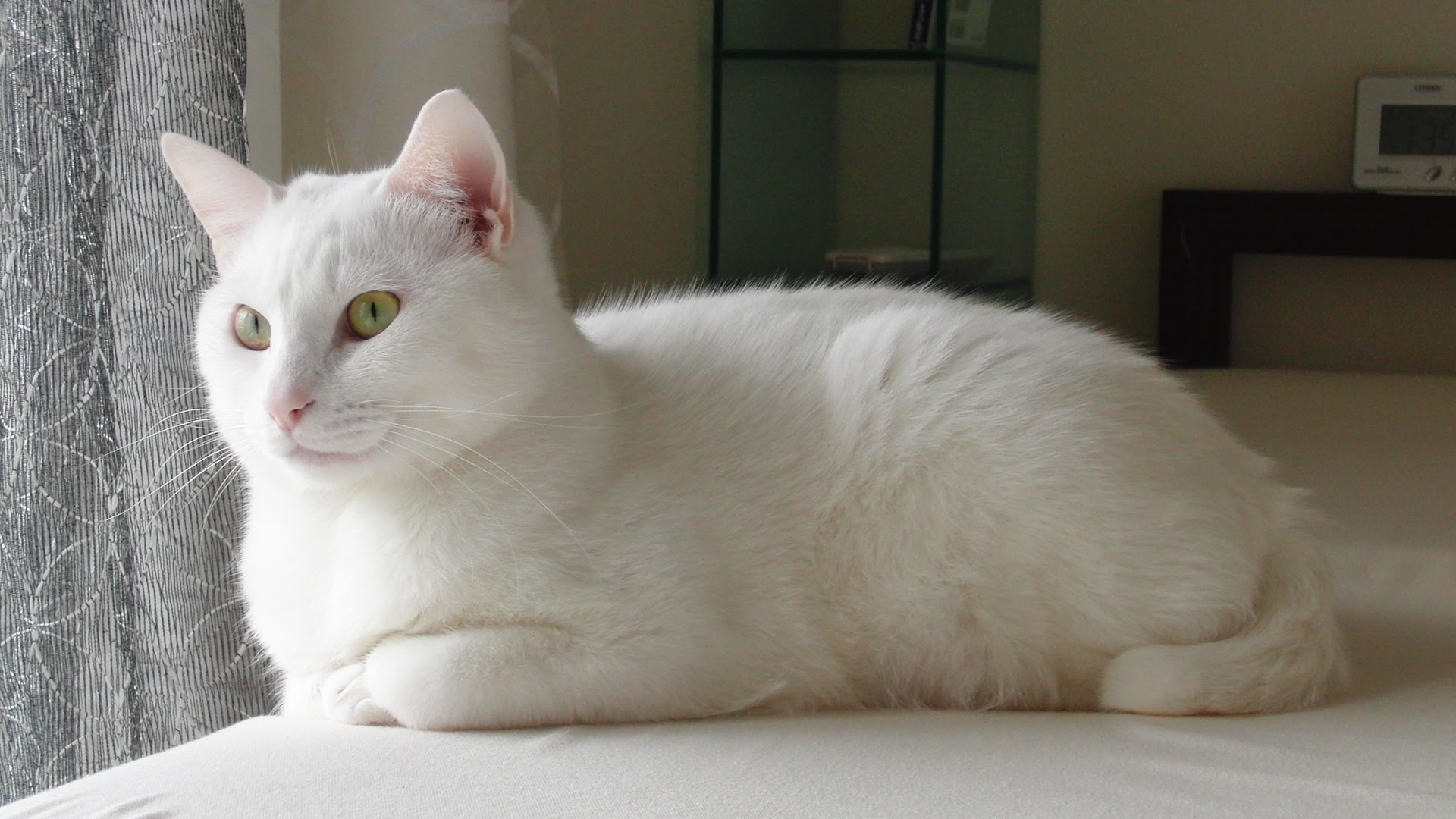 愛猫壁紙を無料ダウンロード ねこだっこ