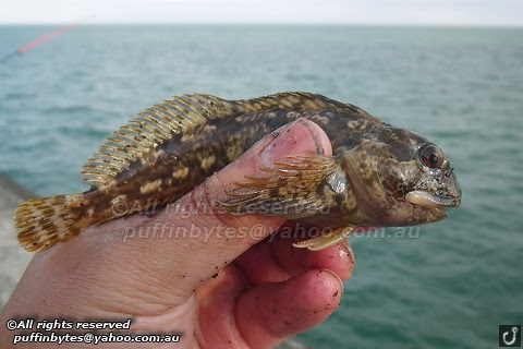 Shanny - Lipophrys pholis