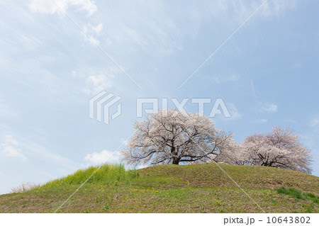 春景色 万图壁纸网